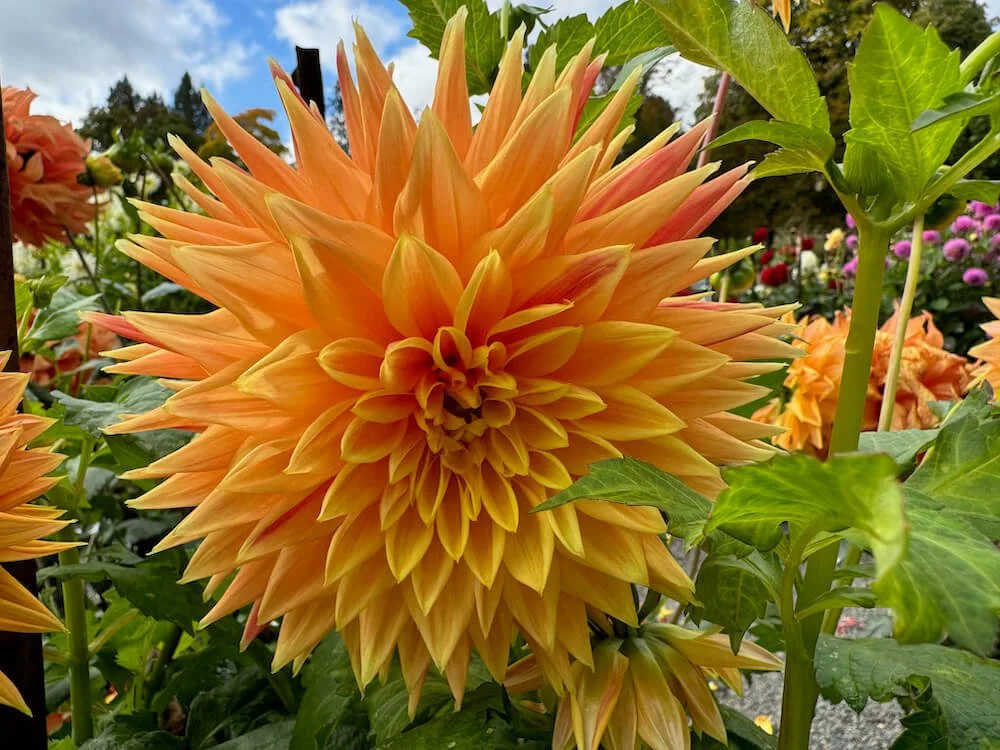Dahlia 'AC Alysia' (AC Alysia Dahlia) — Northwest Blooms